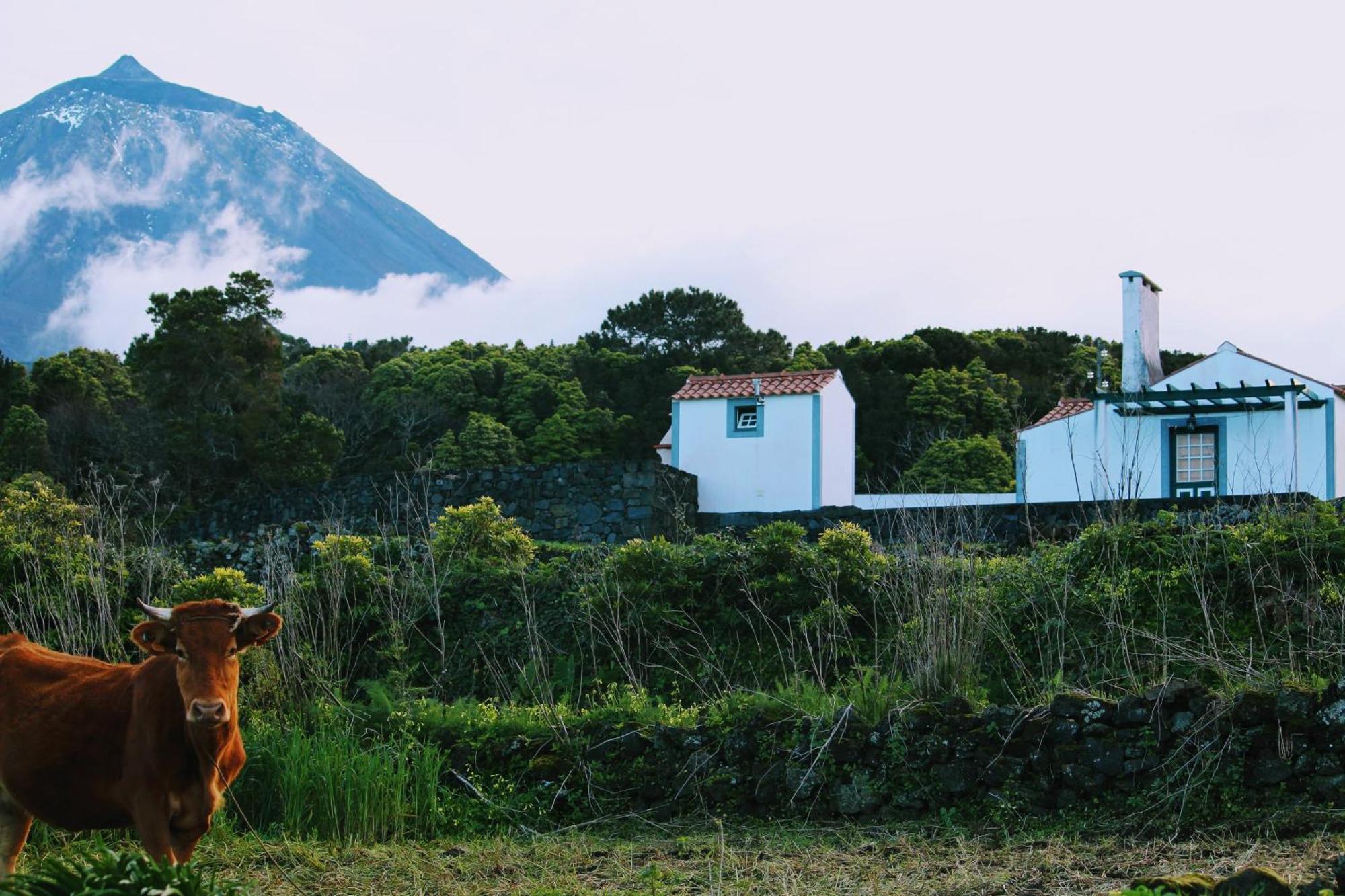 Casa Do Paim Villa São Roque do Pico Dış mekan fotoğraf